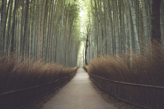 The Benefits of Bamboo